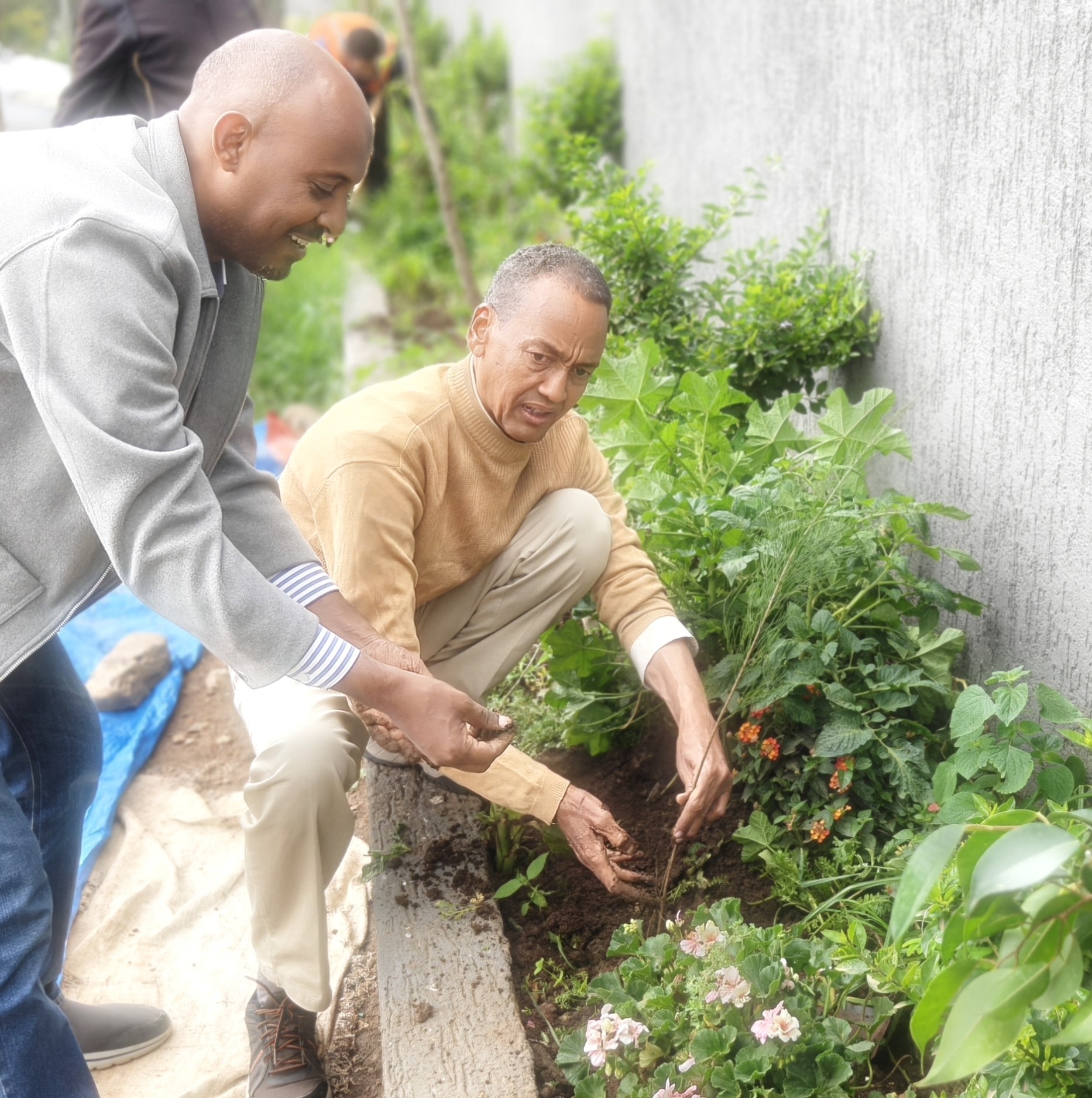 Tree planting at Abadir School