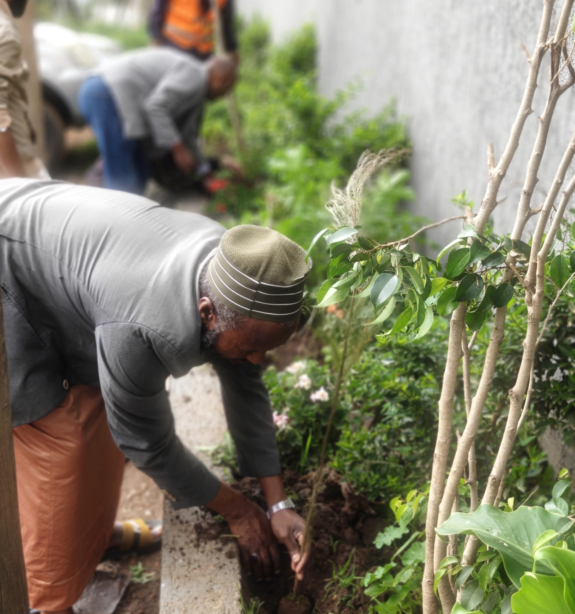 Community tree planting