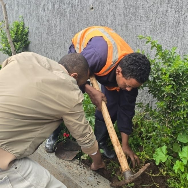 School grounds tree planting
