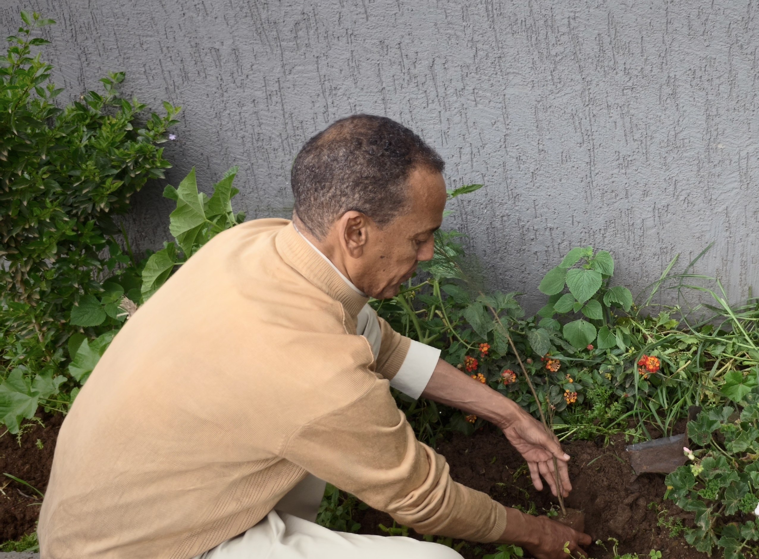 Planting saplings on campus